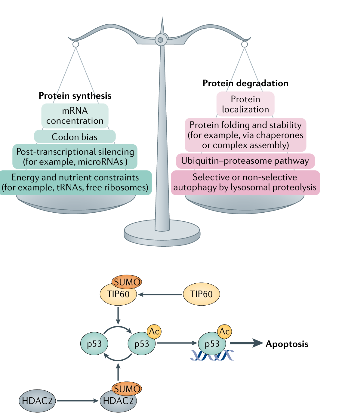 厦门大学林友辉教授团队 Adv. Sci.：羊毛角蛋白作为结构生物材料和天然的介质构建高性能的生物电子_中国聚合物网科教新闻